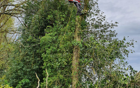 Elagage d’arbres 78100 Saint-Germain-en-Laye