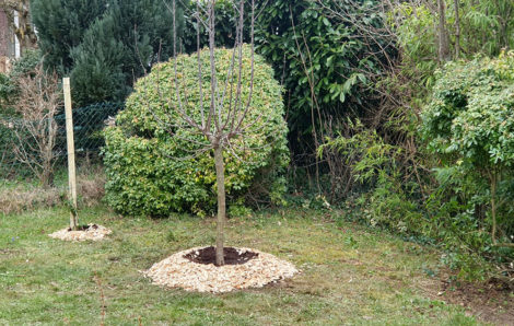 Plantation haie Fourqueux 78100