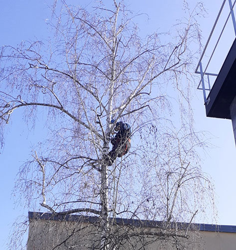 Élagage bouleau Nanterre 92000