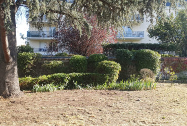 taille de haie entretien jardin la garenne colombes 92