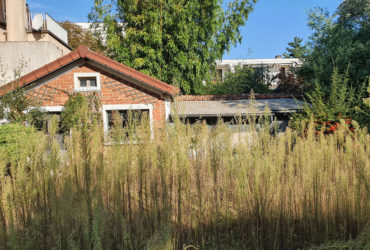 tonte herbe la garenne colombes