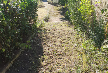 entretien jardin la garenne colombes