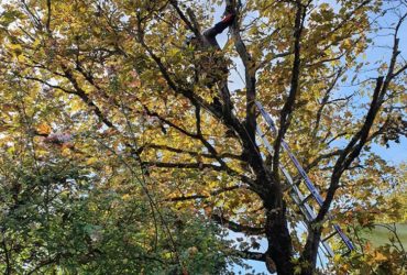 elagage arbre saint germain en laye