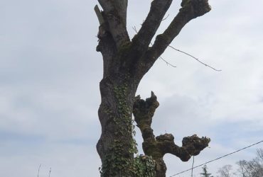 elagage arbre l'etang la ville