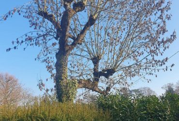 elagage arbre l'etang la ville