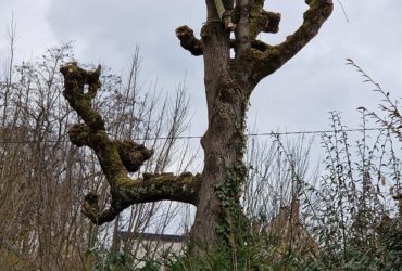 elagage arbres saint germain en laye