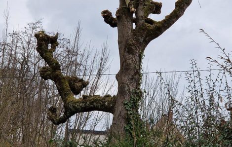 Élagage arbres Saint-Germain-en-Laye 78100