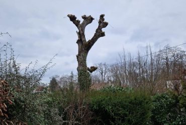 elagage arbres saint germain en laye