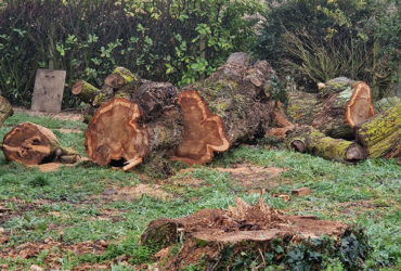 tronconnage-bois-saint-germain-en-laye-8